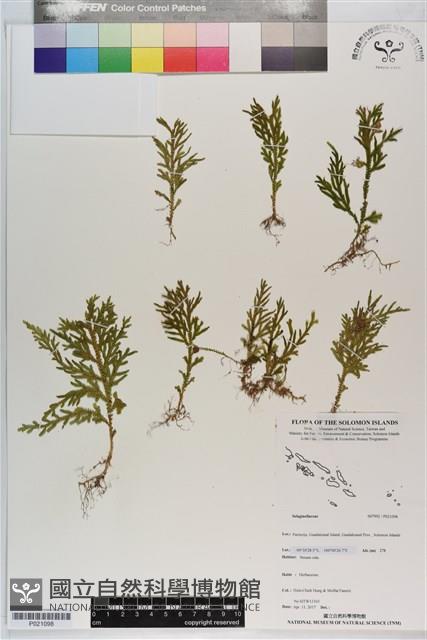 登錄號:P021098藏品圖，第1張