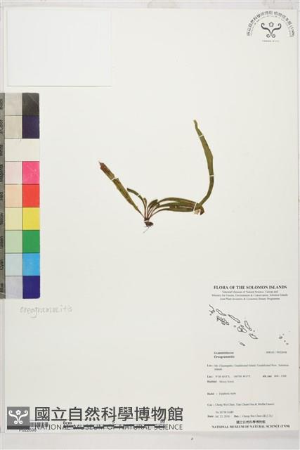 登錄號:P022698藏品圖，第1張