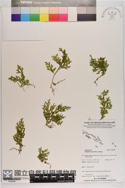 登錄號:P020698藏品圖，第1張