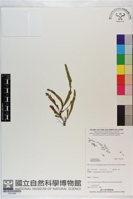 登錄號:P021298藏品圖，第1張