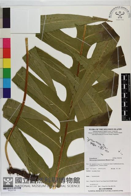 登錄號:P020738藏品圖，第1張