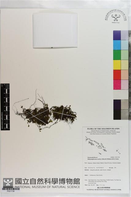 短柄單葉假脈蕨藏品圖，第1張