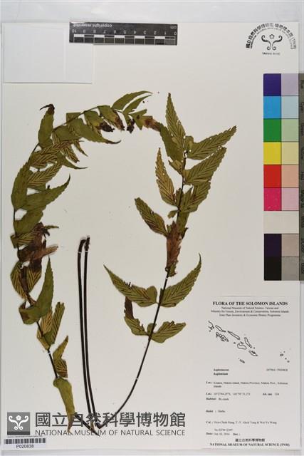 登錄號:P020838藏品圖，第1張