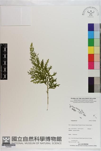 登錄號:P020968藏品圖，第1張