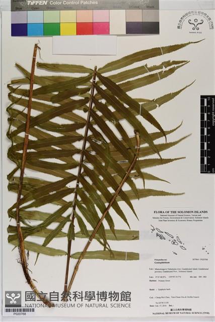 登錄號:P020768藏品圖，第1張