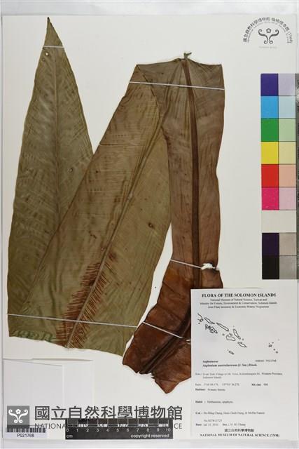 南洋山蘇花藏品圖，第1張