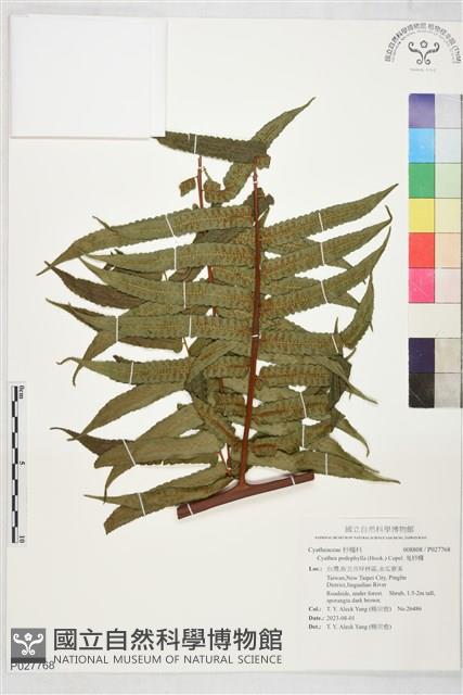 鬼桫欏藏品圖，第1張