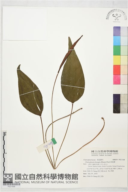 燕尾蕨藏品圖，第1張