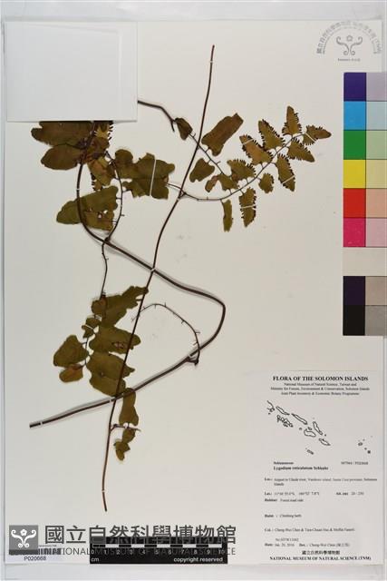 登錄號:P020668藏品圖，第1張