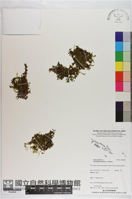 短柄單葉假脈蕨藏品圖，第1張