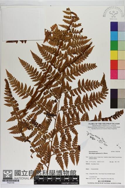 Accession Number:P020748 Collection Image