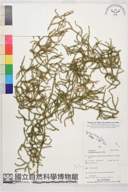 過山龍藏品圖，第1張