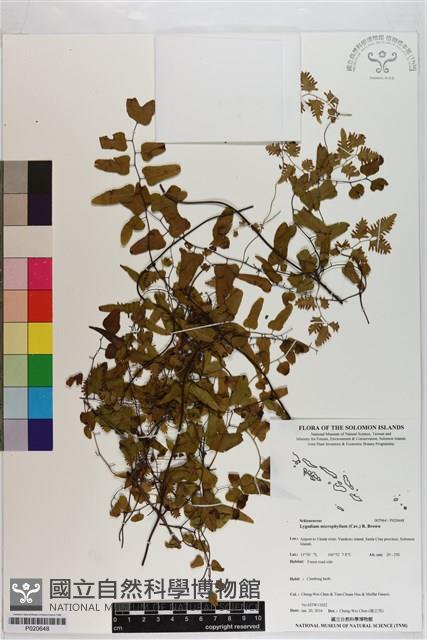 小葉海金沙藏品圖，第1張