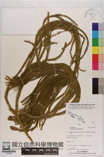 覆葉石松藏品圖，第1張