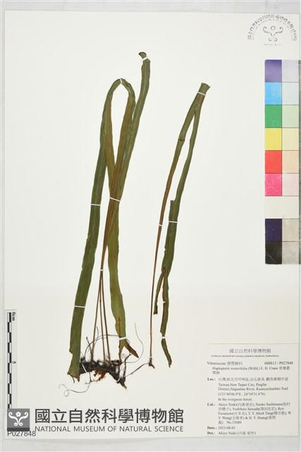 垂葉書帶蕨藏品圖，第1張