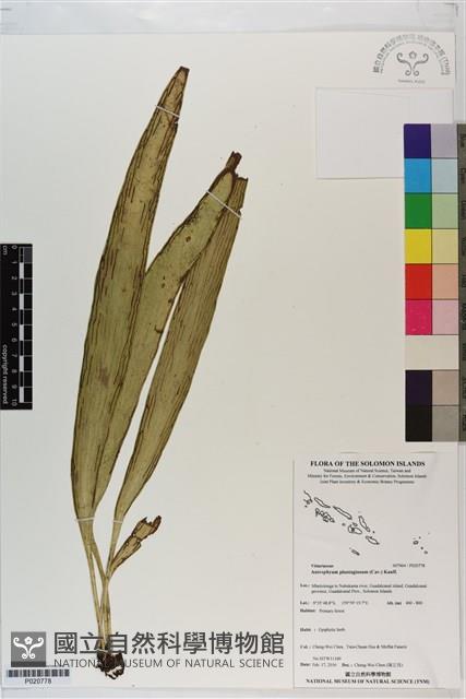 登錄號:P020778藏品圖，第1張