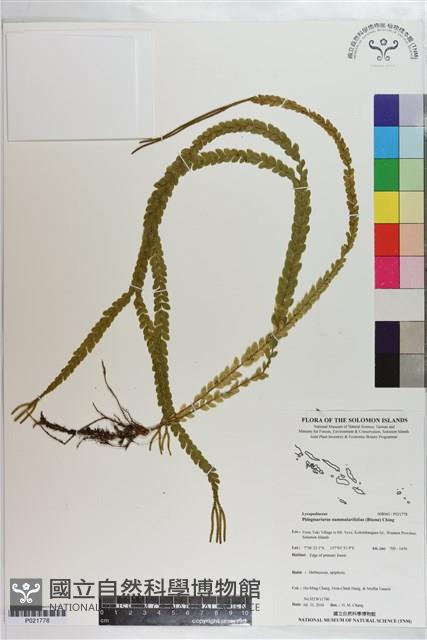 登錄號:P021778藏品圖，第1張