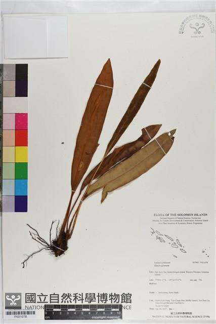 登錄號:P021078藏品圖，第1張