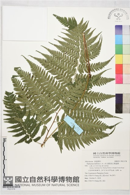廣葉深山雙蓋蕨藏品圖，第1張