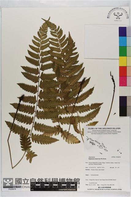 Accession Number:P020678 Collection Image