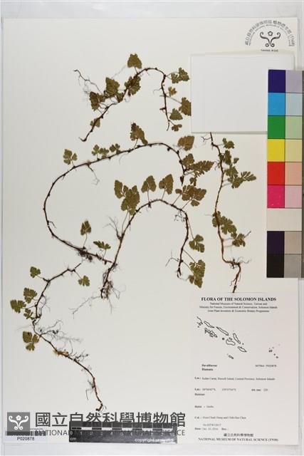 登錄號:P020878藏品圖，第1張