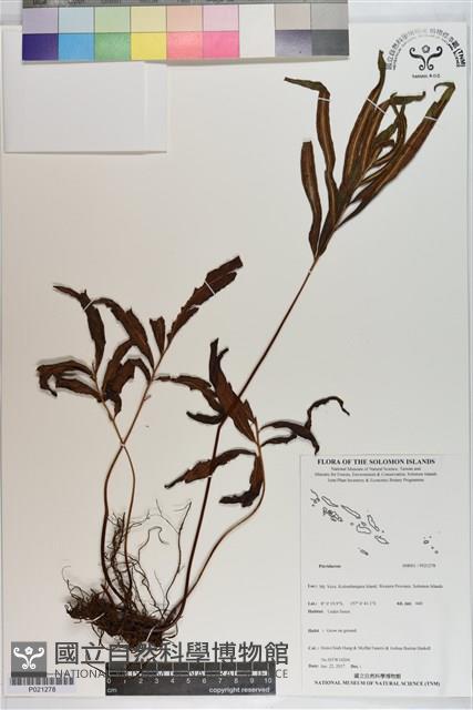 Accession Number:P021278 Collection Image