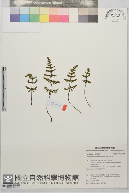 臺灣粉背蕨藏品圖，第1張