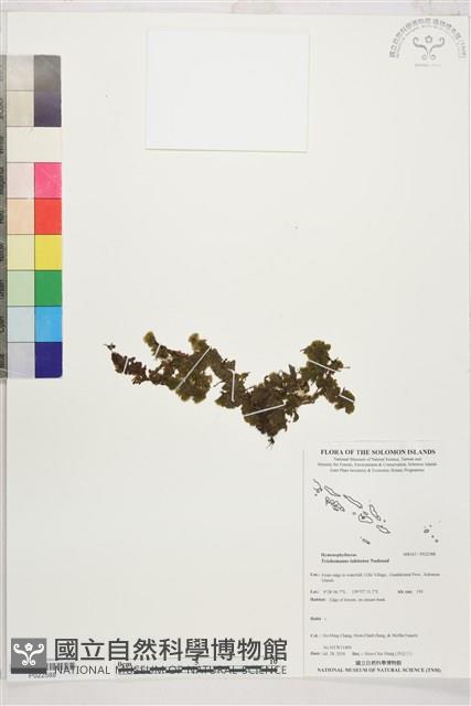 盾形單葉假脈蕨藏品圖，第1張