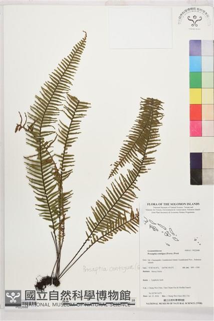 穴子蕨藏品圖，第1張