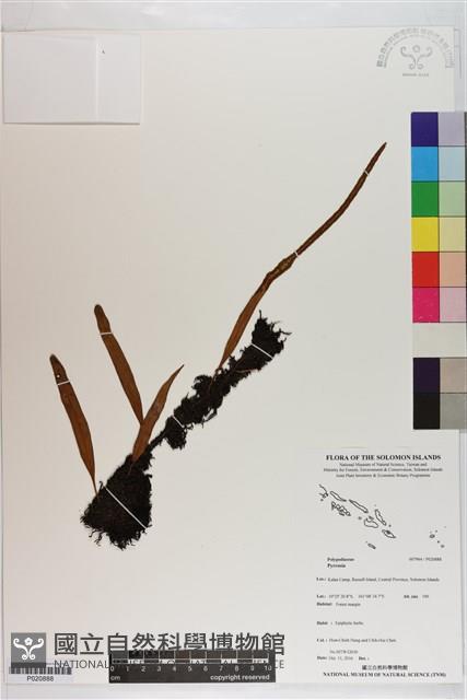 登錄號:P020888藏品圖，第1張