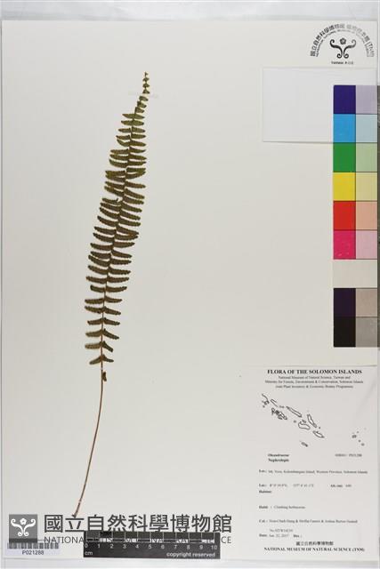 登錄號:P021288藏品圖，第1張