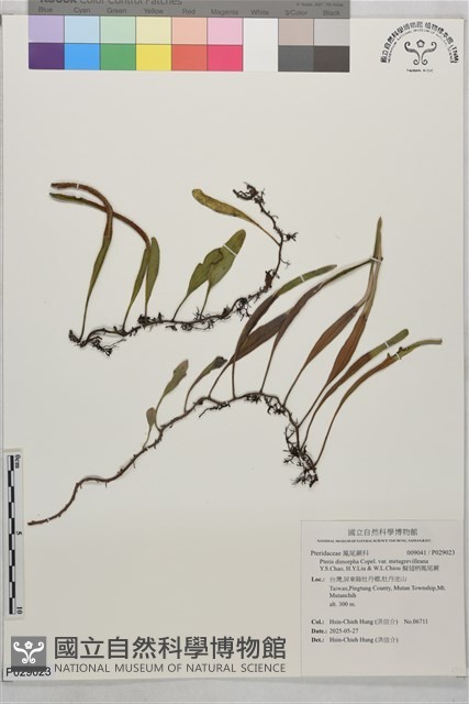 擬翅柄鳳尾蕨藏品圖，第1張