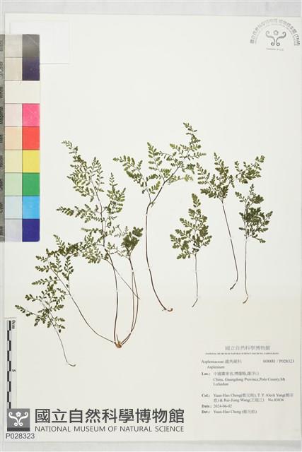 登錄號:P028323藏品圖，第1張