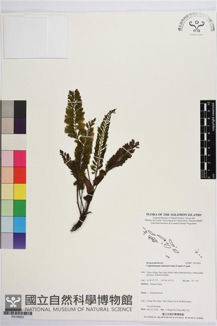 登錄號:P019903藏品圖，第1張