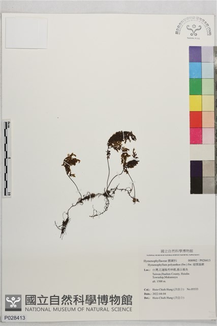 細葉蕗蕨藏品圖，第1張