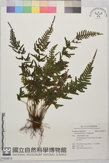 天草鳳尾蕨藏品圖，第1張