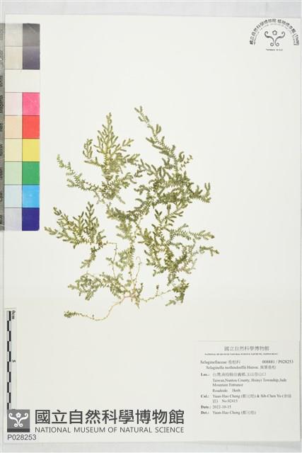 異葉卷柏藏品圖，第1張