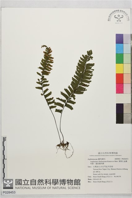 薄葉孔雀鐵角蕨、邊孢鐵角蕨藏品圖，第1張