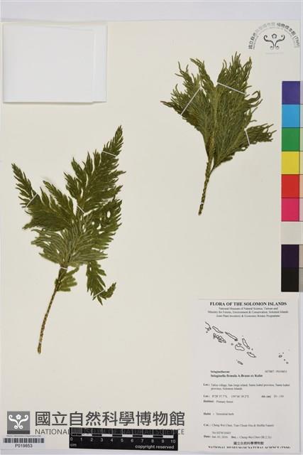 登錄號:P019853藏品圖，第1張