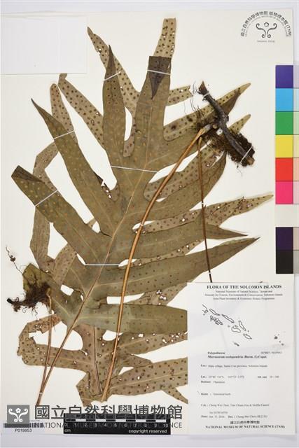 Accession Number:P019953 Collection Image