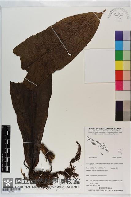 登錄號:P020993藏品圖，第1張