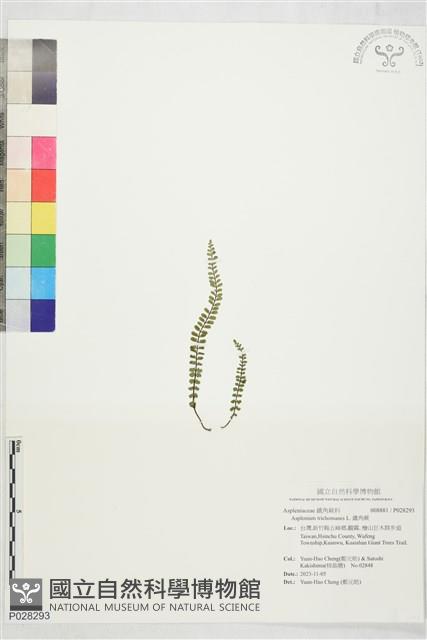 鐵角蕨藏品圖，第1張