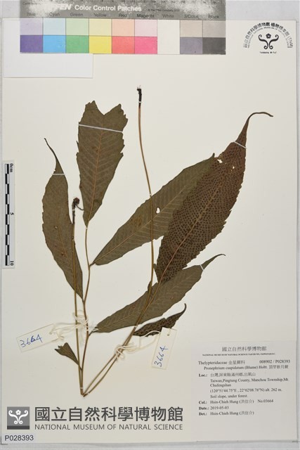 頂芽新月蕨藏品圖，第1張