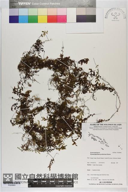 南洋蕗蕨藏品圖，第1張