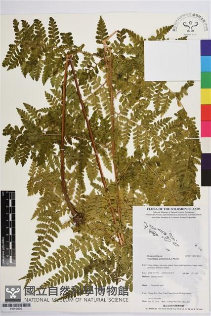 熱帶鱗蓋蕨藏品圖，第1張