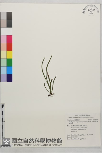 姬書帶蕨藏品圖，第1張