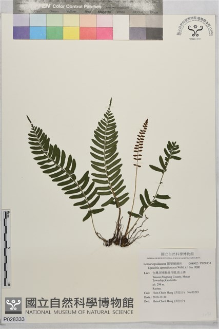 刺蕨藏品圖，第1張