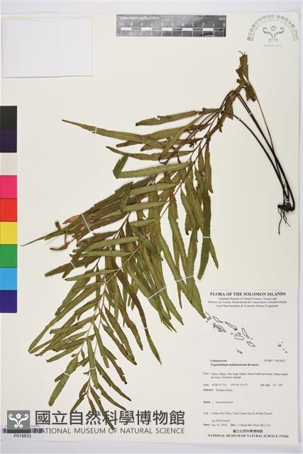 登錄號:P019833藏品圖，第1張