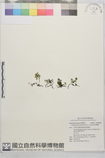 厚邊蕨藏品圖，第1張