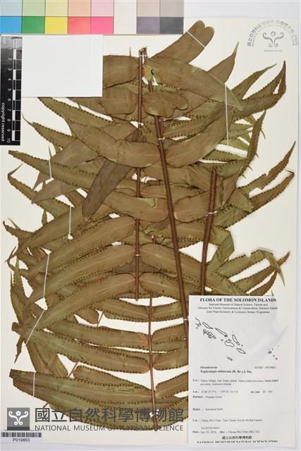 登錄號:P019863藏品圖，第1張